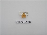 藏品(梯紋豔苔蛾)的圖片